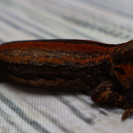 (#9) Possible Phantom Eye Red Stripe Gargoyle Gecko – Unsexed {DEADPOOL LINE}
