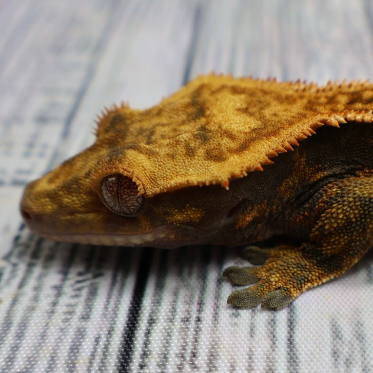(#214) Quad Pinstripe Softscale Emptyback Crested Gecko – Male Sub-Adult