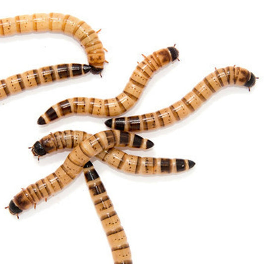 Live Superworms Feeder Insects – 1000 Count Box
