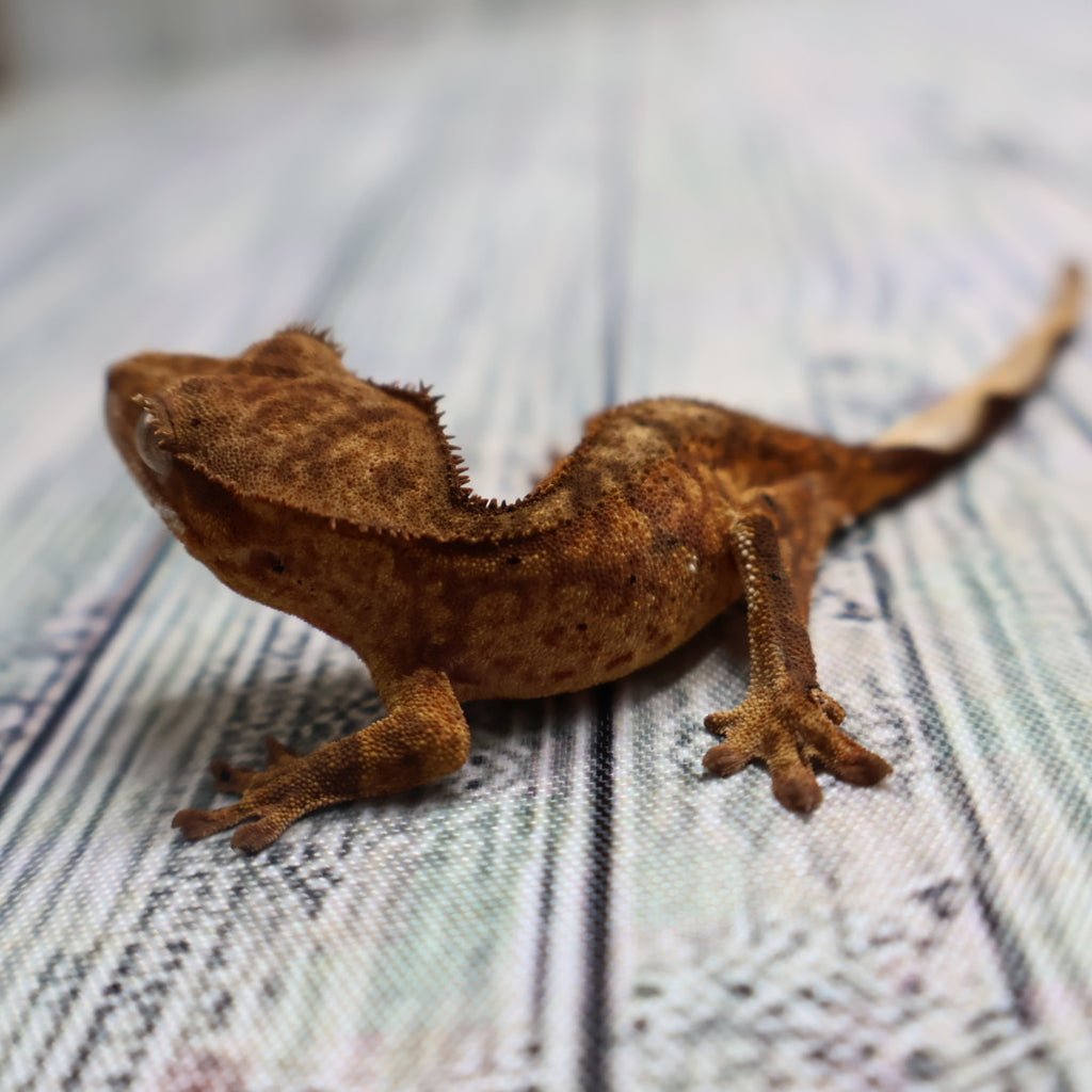 (#428) het Axanthic Crested Gecko – Unsexed