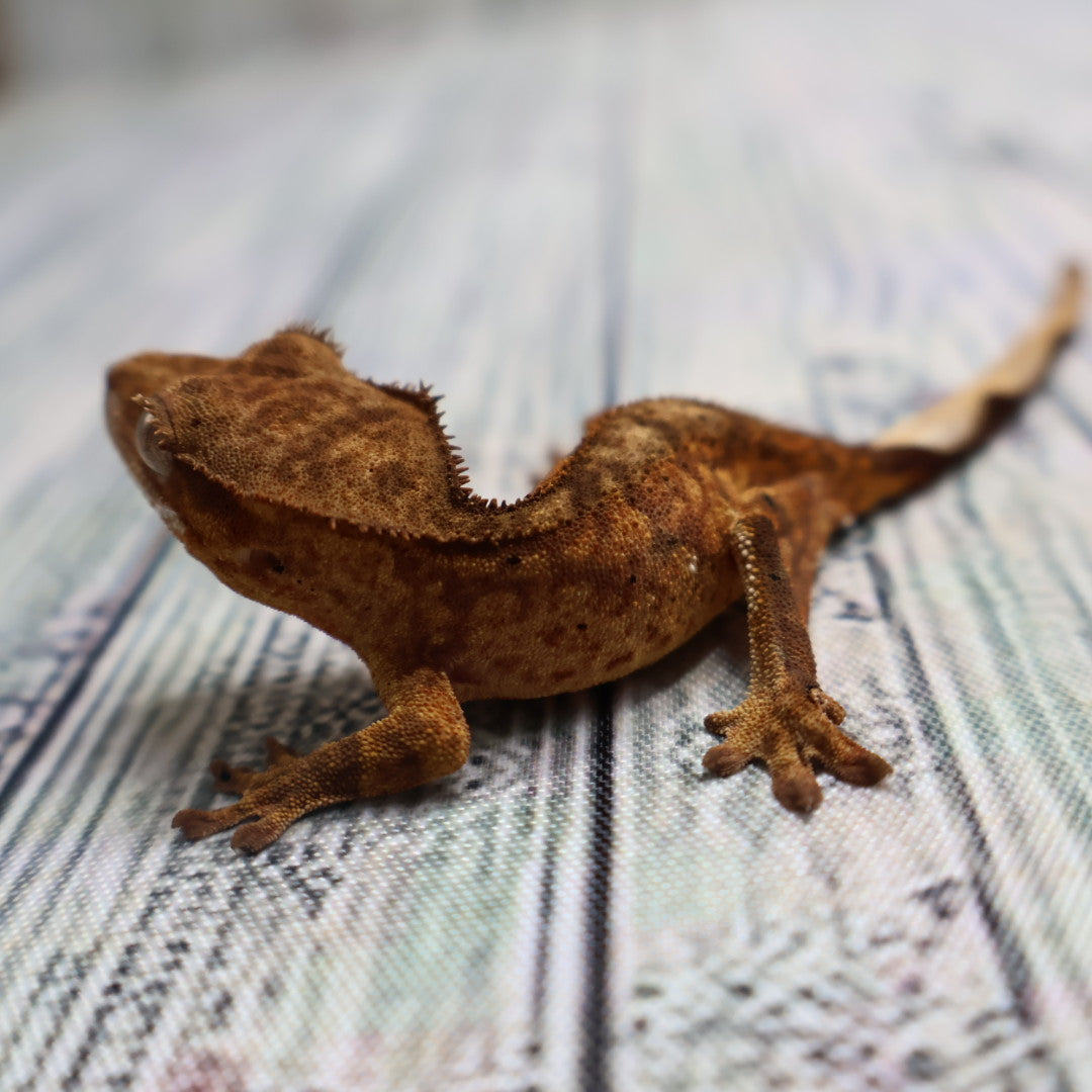 (#428) het Axanthic Crested Gecko – Unsexed