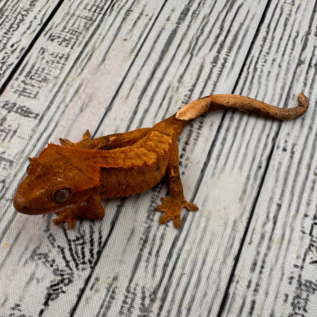 Flame Dalmatian Unsexed Crested Gecko (#R16) ~ Tangerine Line