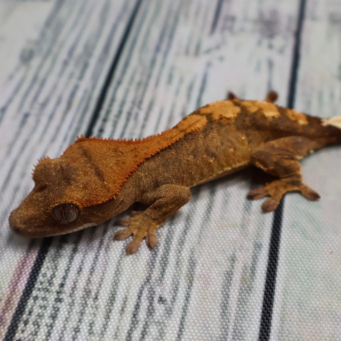 (#R33) Flame Unsexed Crested Gecko