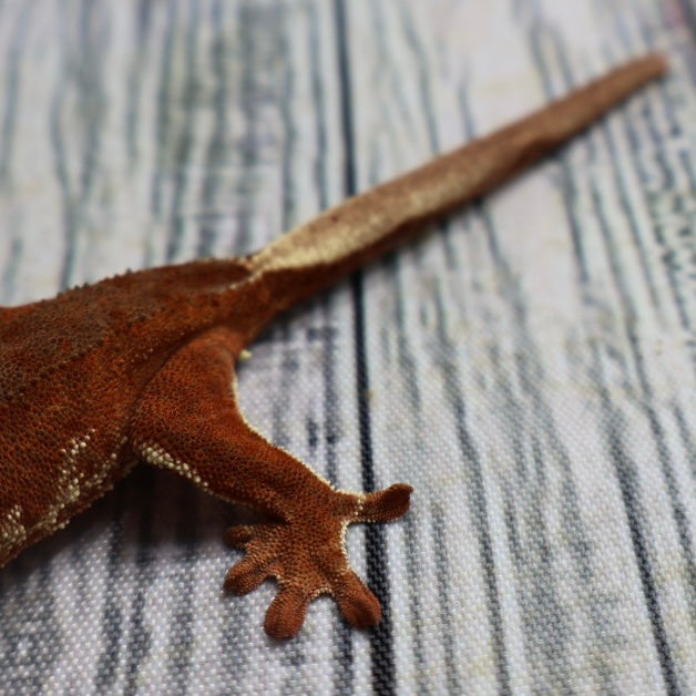 (#478) Phantom Lilly White Crested Gecko – Unsexed