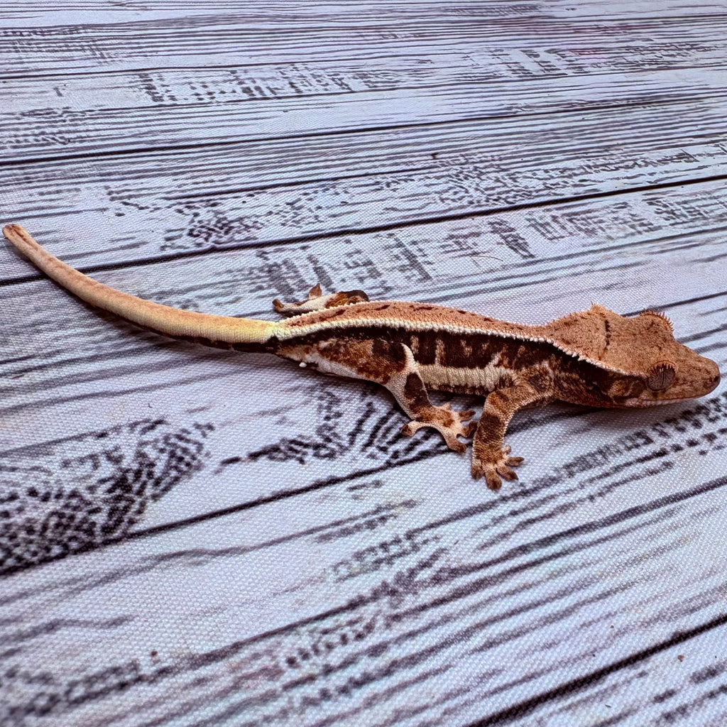 Lilly White Crested Gecko (#311)