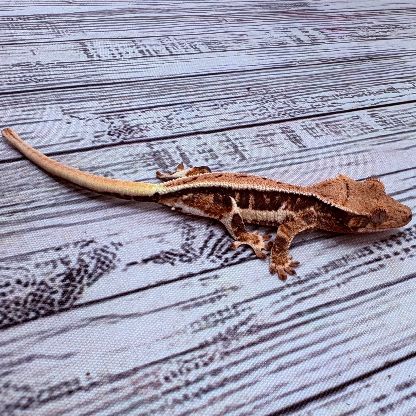 Lilly White Crested Gecko (#311)