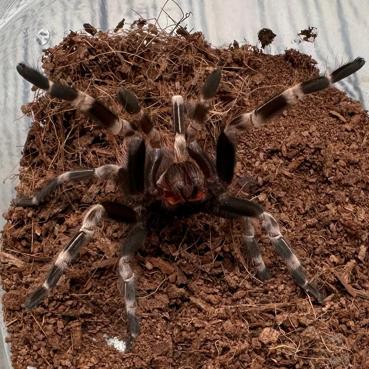 Nhandu chromatus ~ (Brazilian Red & White Tarantula) 2" – Unsexed Juvenile