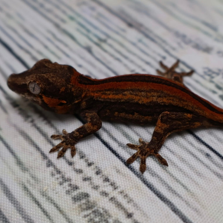 (#9) Possible Phantom Eye Red Stripe Gargoyle Gecko – Unsexed {DEADPOOL LINE}