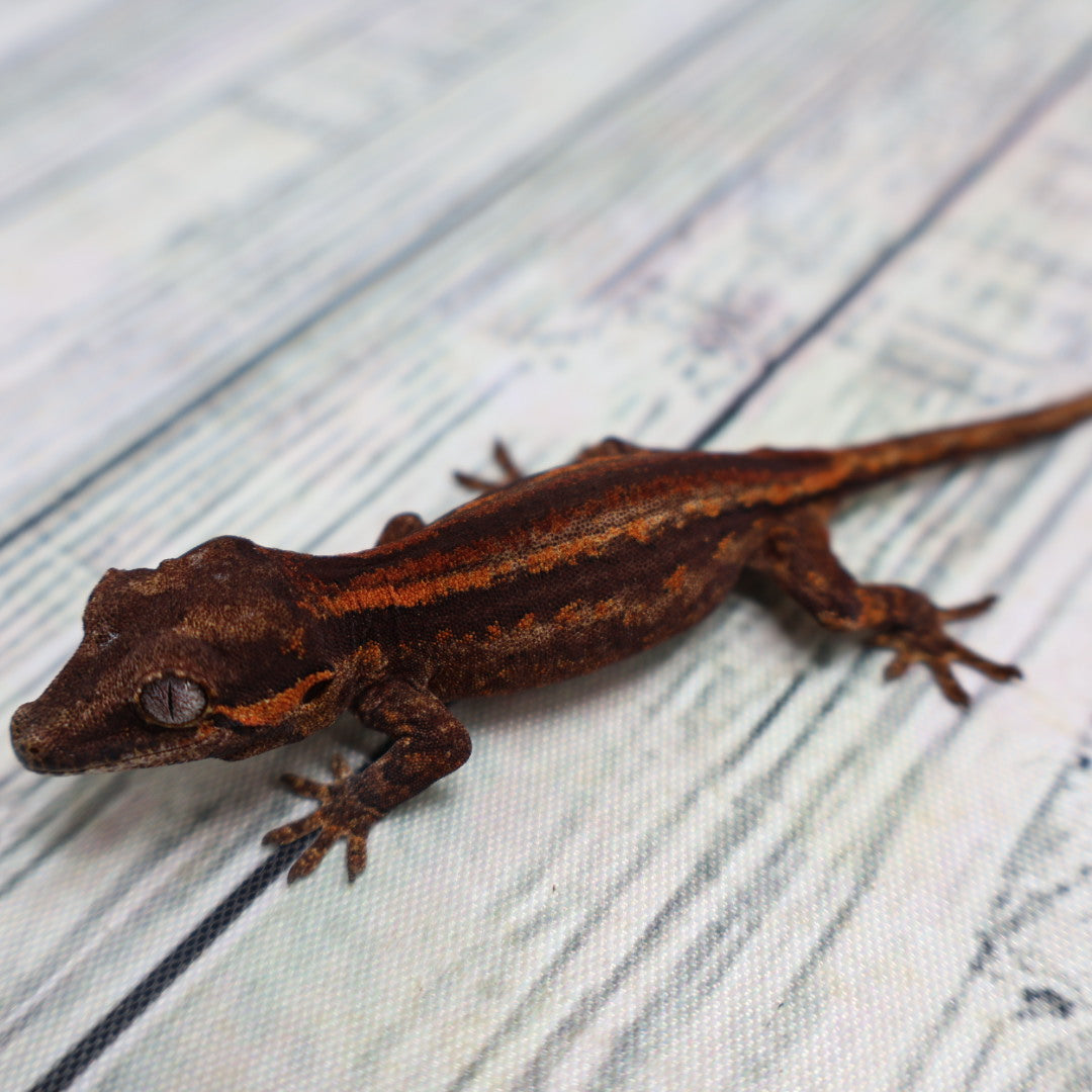 Possible Phantom Eye Red Stripe Gargoyle Gecko – Unsexed (#7) {DEADPOOL LINE}