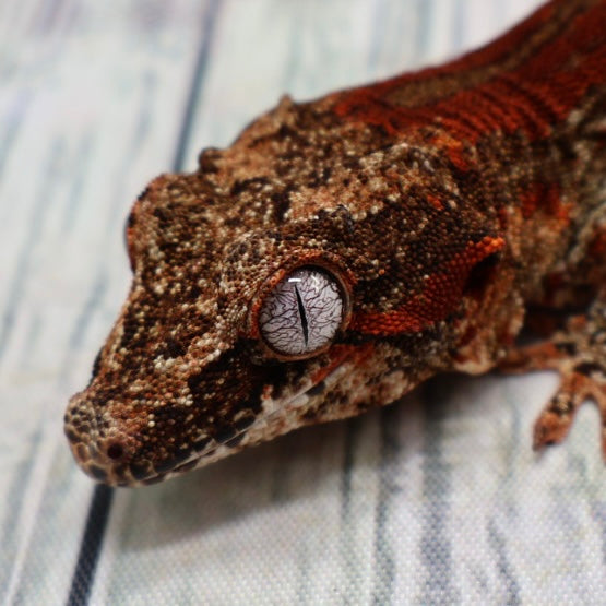 Phantom Eye High Red Stripe Gargoyle Gecko – Male {DEADPOOL LINE}