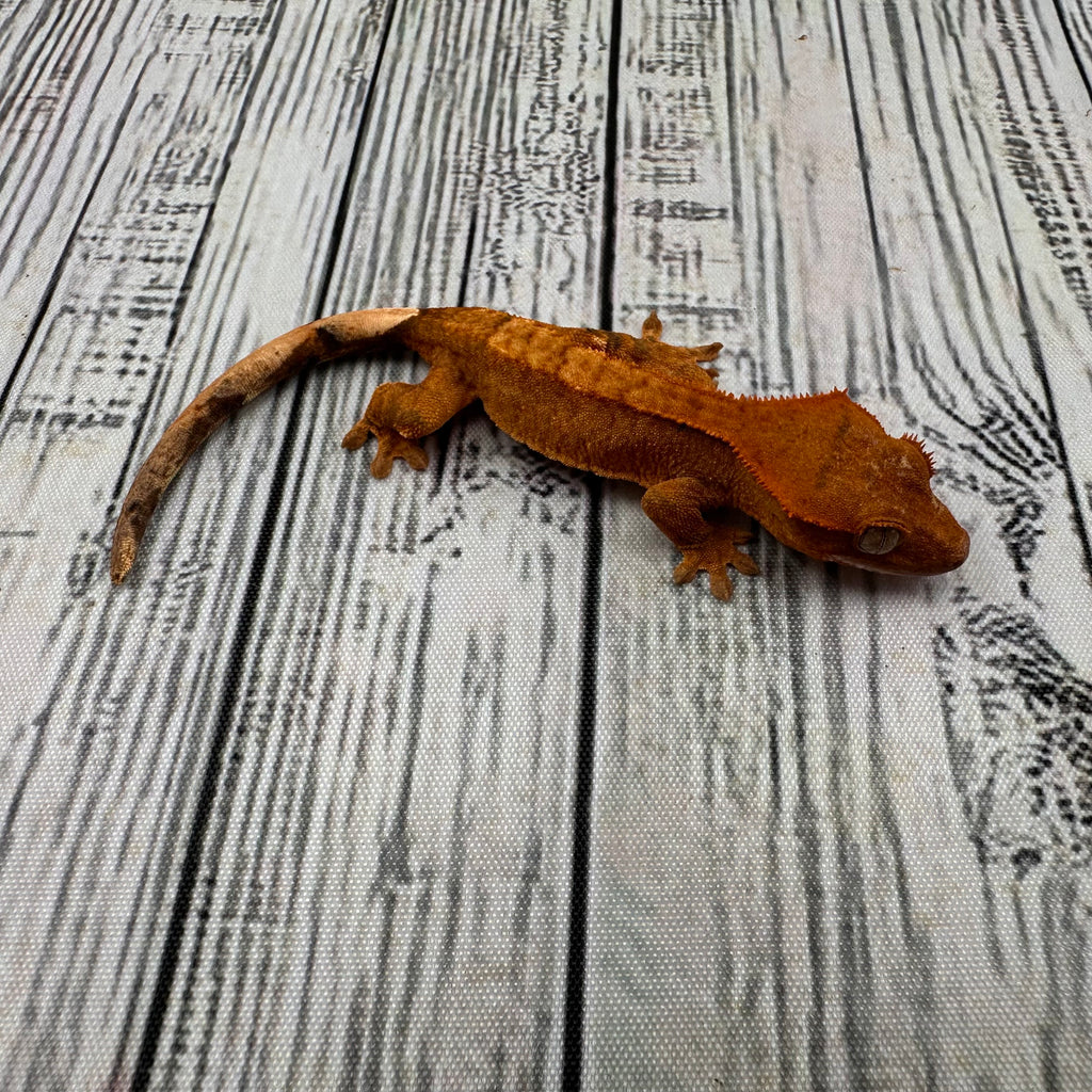 Flame Dalmatian Unsexed Crested Gecko (#R16) ~ Tangerine Line