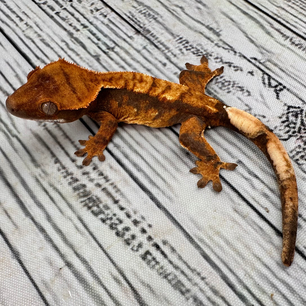 Harlequin Unsexed Crested Gecko (#R14)