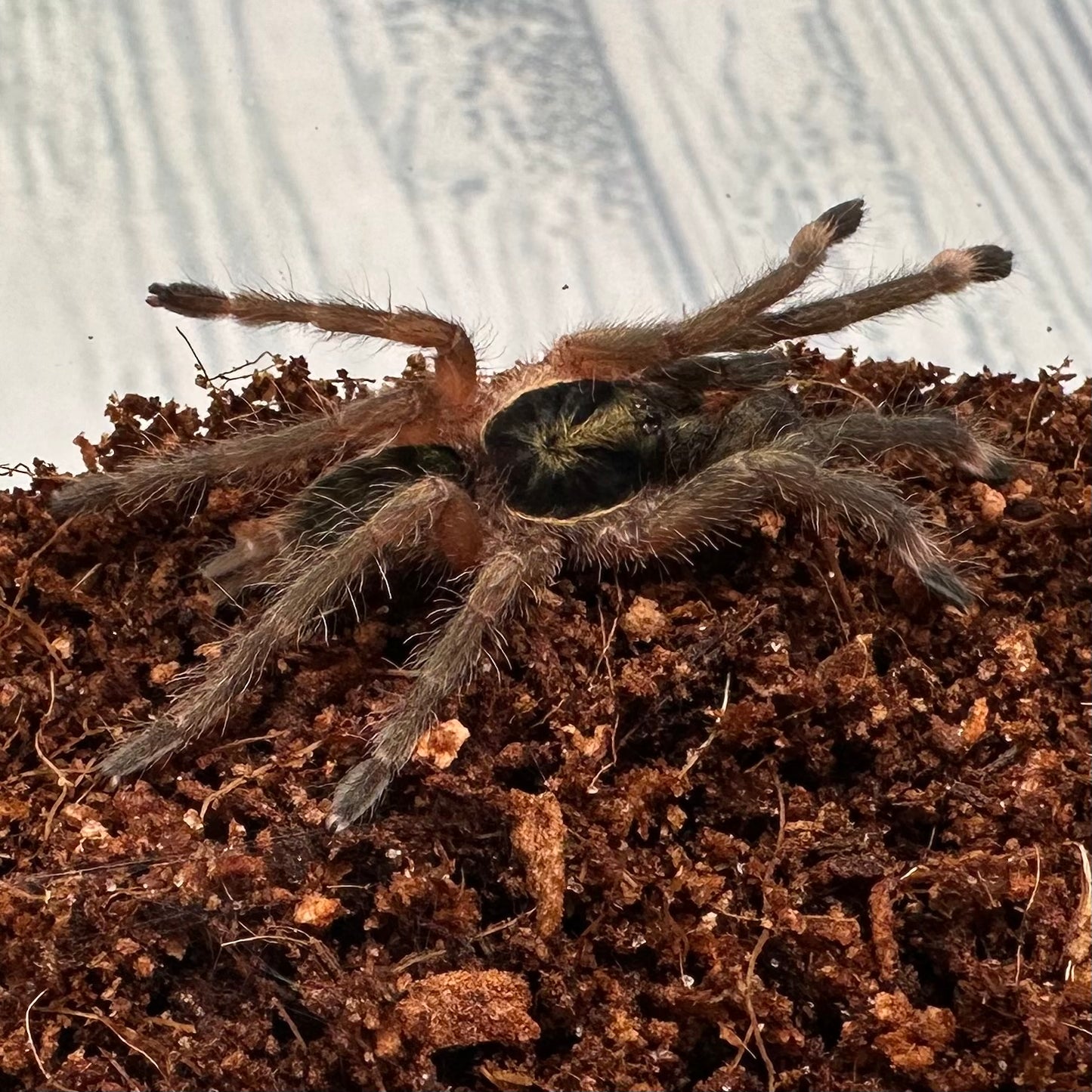 Neoholothele incei ~ (Trinidad Olive Tarantula) ½–1" – Unsexed Sling