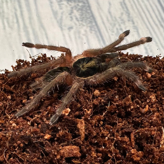 Neoholothele incei ~ (Trinidad Olive Tarantula) ½–1" – Unsexed Sling