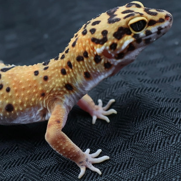 (#29) Tangerine Leopard Gecko – Female