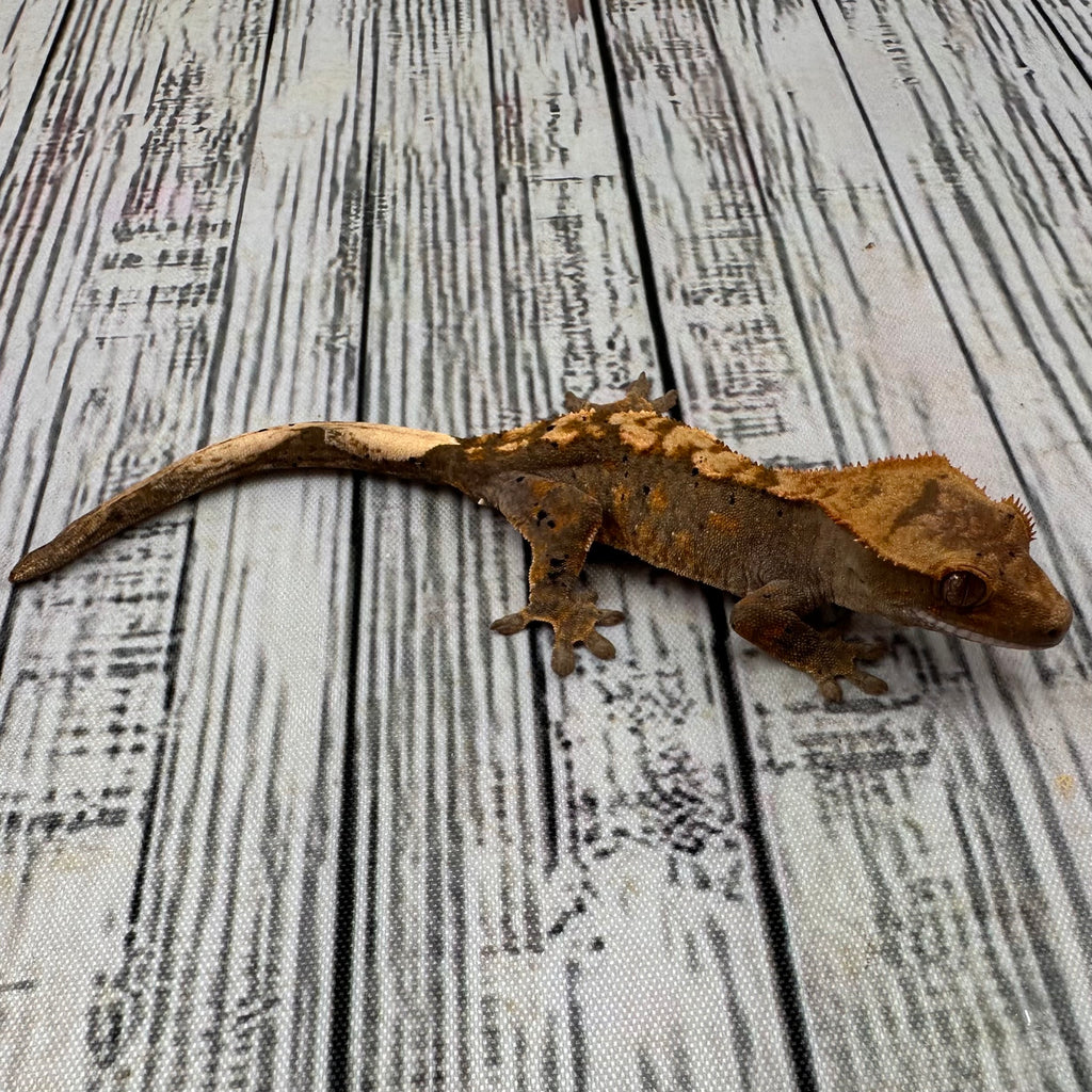 Flame Dalmatian Unsexed Crested Gecko (#R15)