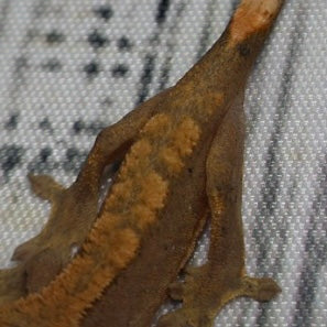 (#G200) Fire Crested Gecko – Baby Unsexed