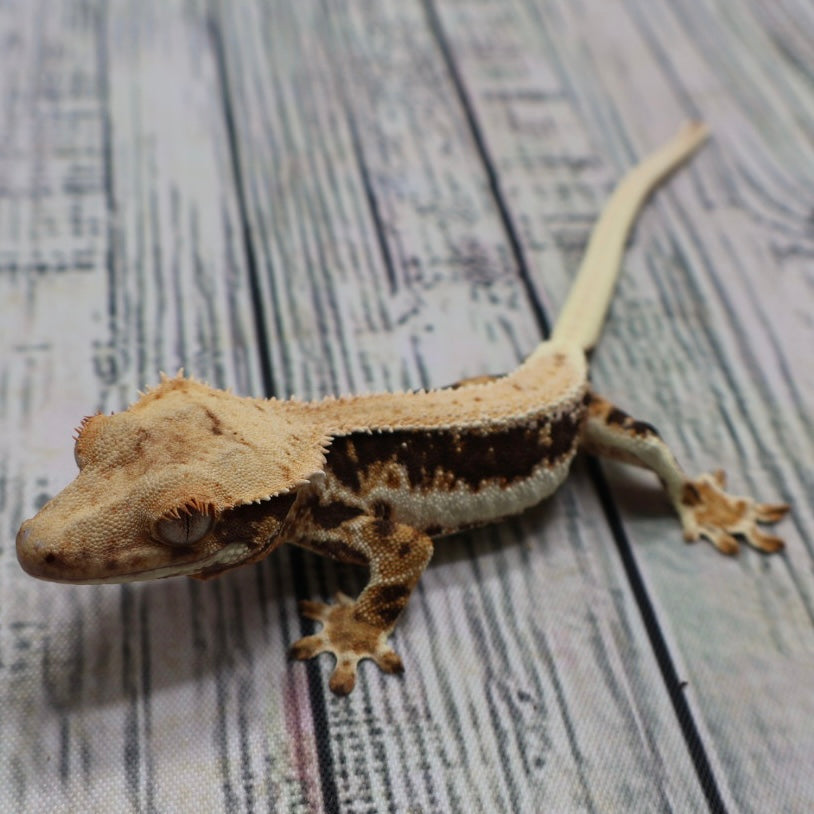 Lilly White Crested Gecko (#308)