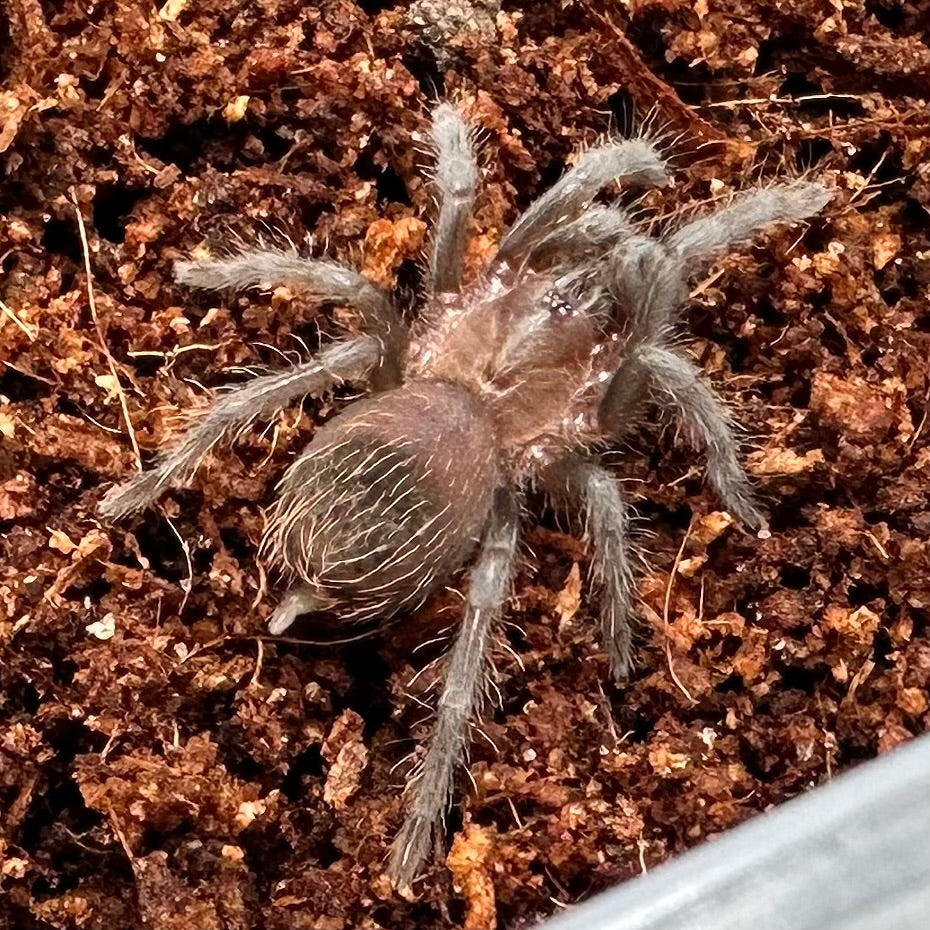Tliltocatl kahlenbergi ~ (Vera Cruz Red Rump Tarantula) ½" – Unsexed Sling