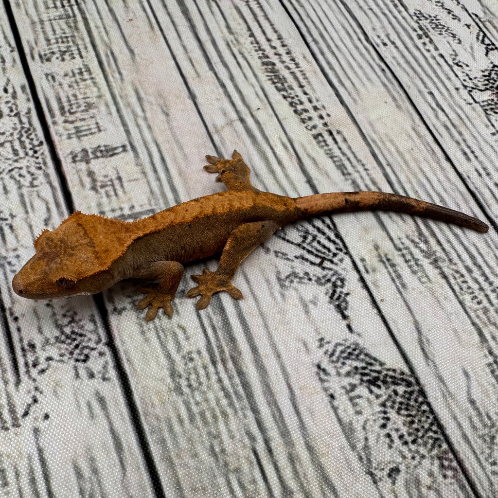 Flame Dalmatian Unsexed Crested Gecko (#R20) ~ Possible Pixel