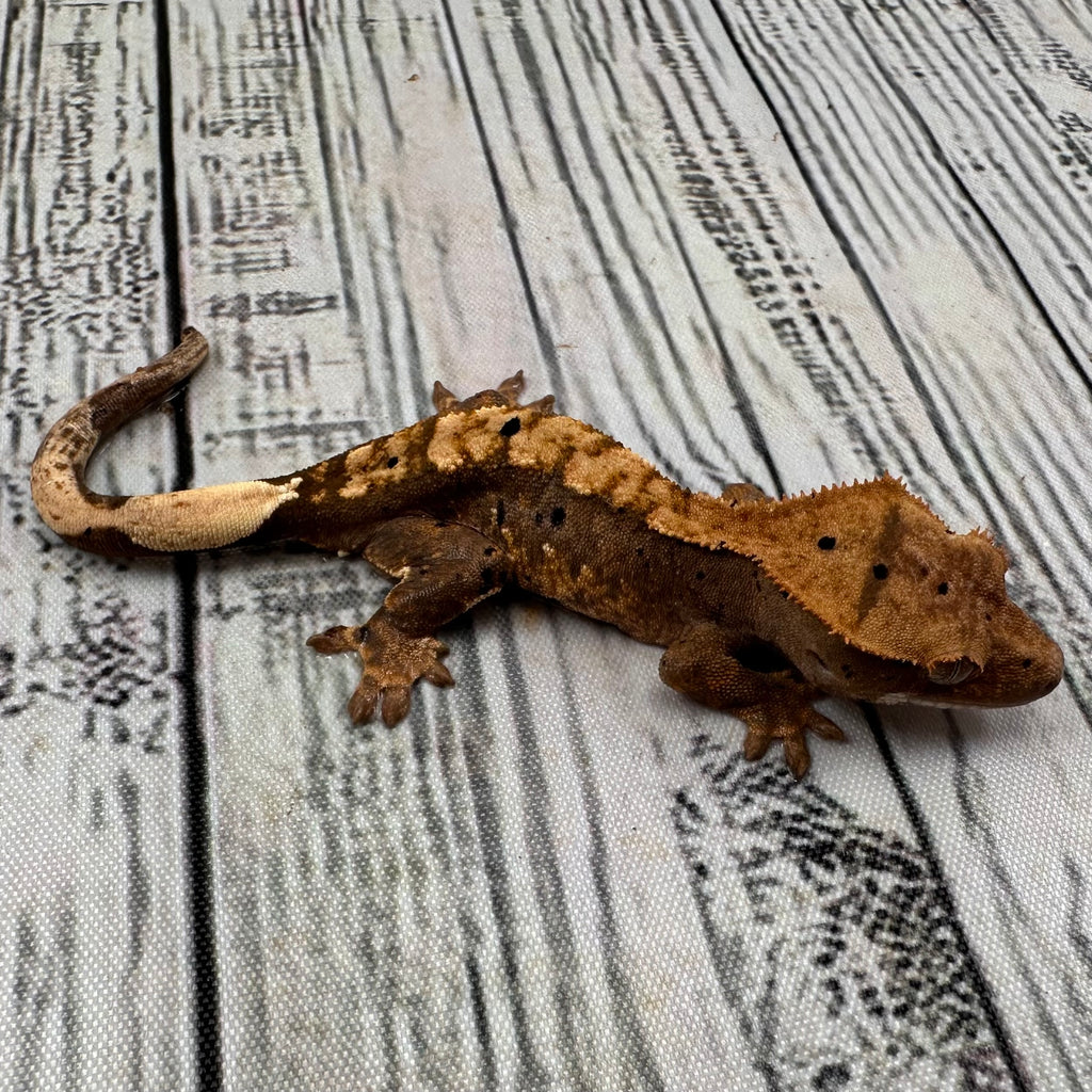 Flame Dalmatian Unsexed Crested Gecko (#R17)