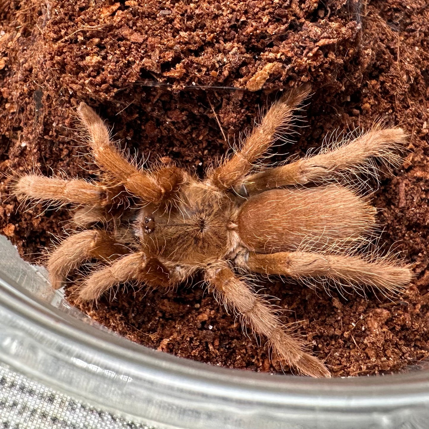 Hysterocrates gigas ~ (Cameroon Red Tarantula) 2"+ – Unsexed Juvenile