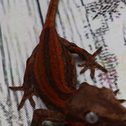 (#1) Possible Phantom Eye Red Stripe Gargoyle Gecko – Unsexed {DEADPOOL LINE}