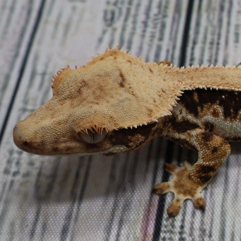 Lilly White Crested Gecko (#308)