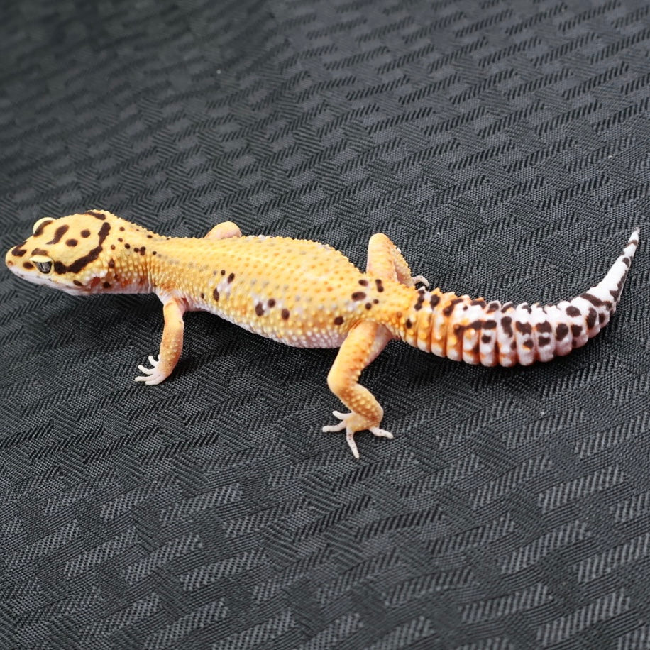 (#18) Tangerine Stripe Leopard Gecko – Female