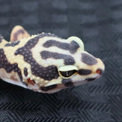 (#21) Bold Leopard Gecko – Unsexed