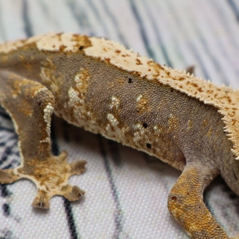 (#G118) Possible Fire Crested Gecko – Unsexed