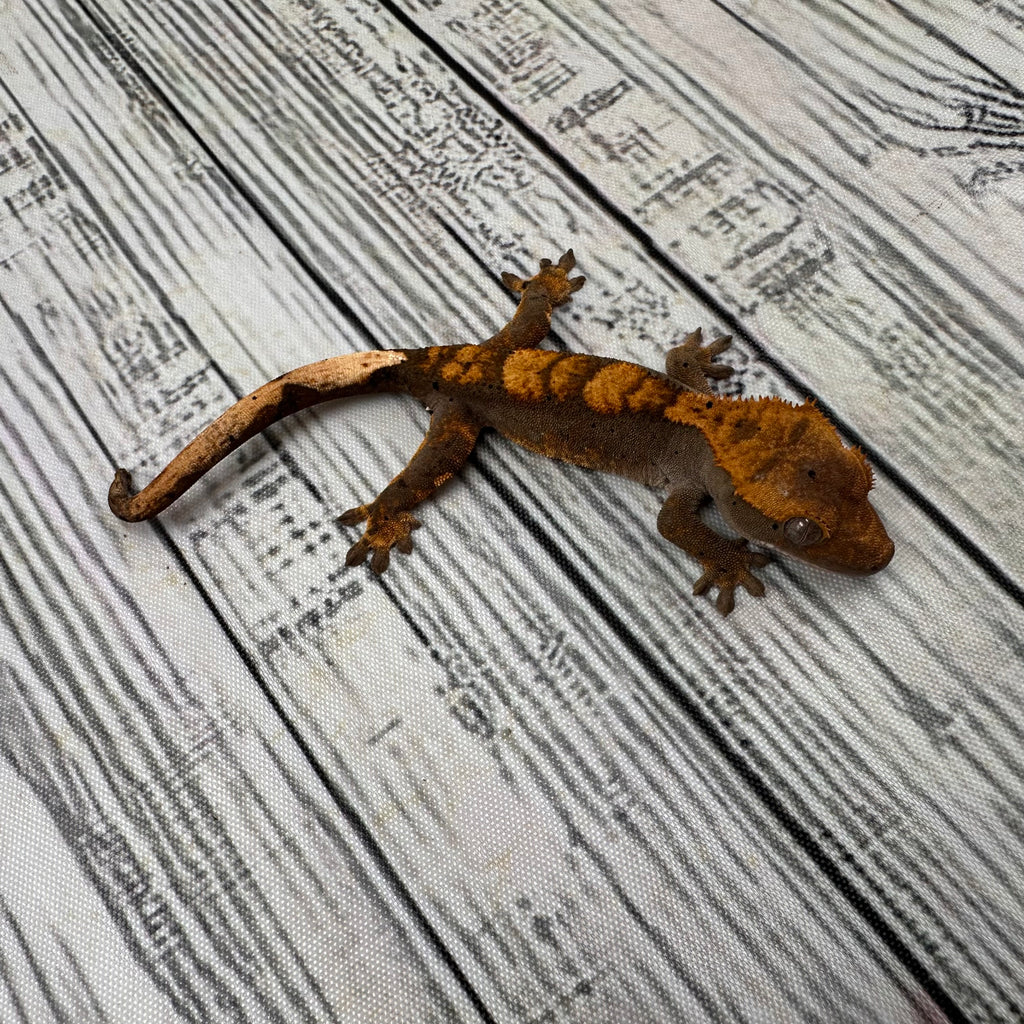 Flame Dalmatian Unsexed Crested Gecko (#R21)