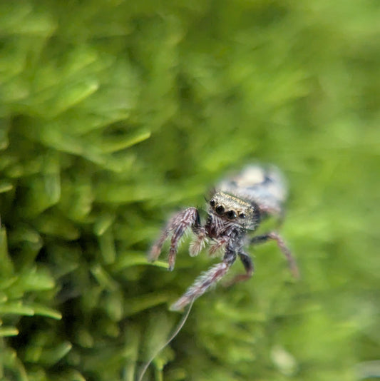 California Red-Backed Jumping Spider– Sling (Phidippus adumbratus, I3+ Unsexed)