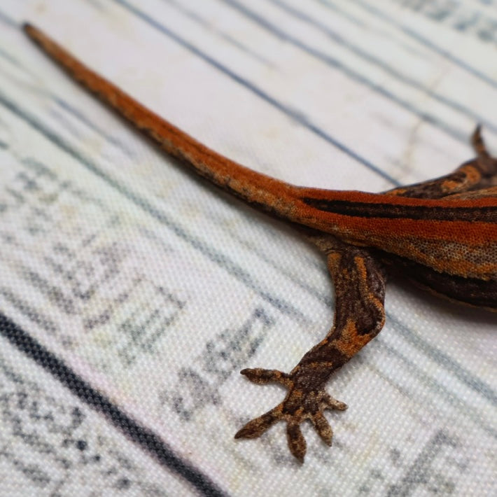 (#9) Possible Phantom Eye Red Stripe Gargoyle Gecko – Unsexed {DEADPOOL LINE}