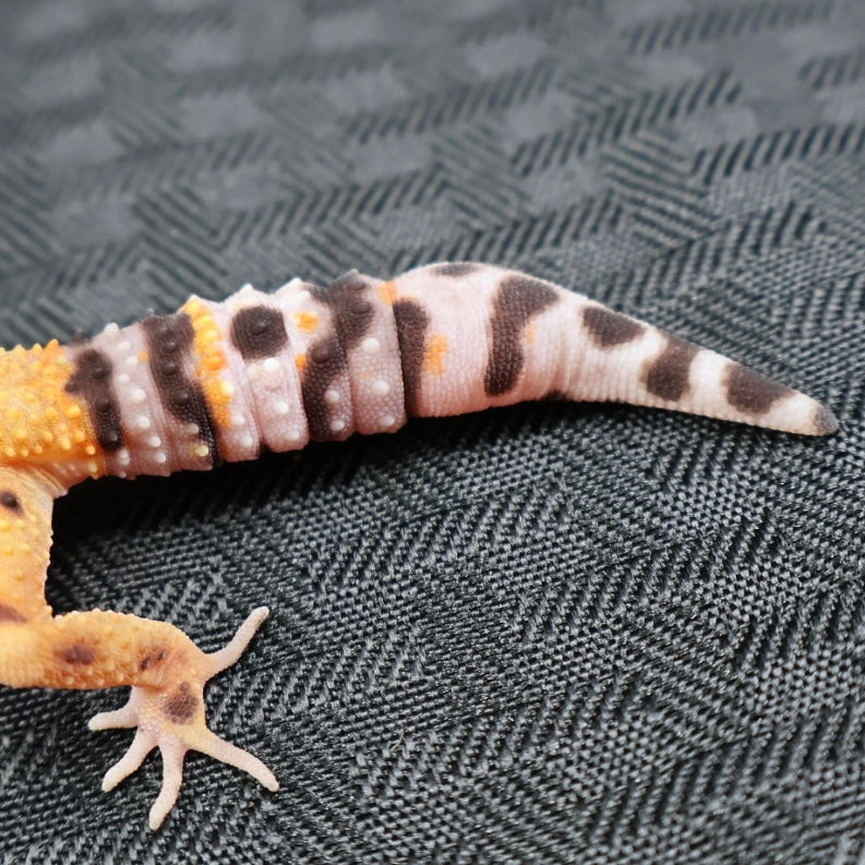 (#36) Tangerine Leopard Gecko – Female