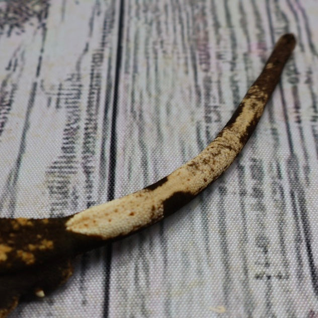 (#G129) Possible Fire Crested Gecko – Male Sub-Adult