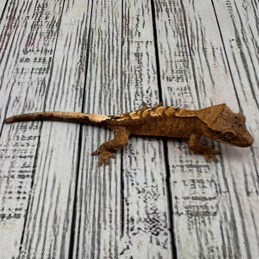 Flame Dalmatian Unsexed Crested Gecko (#R18)