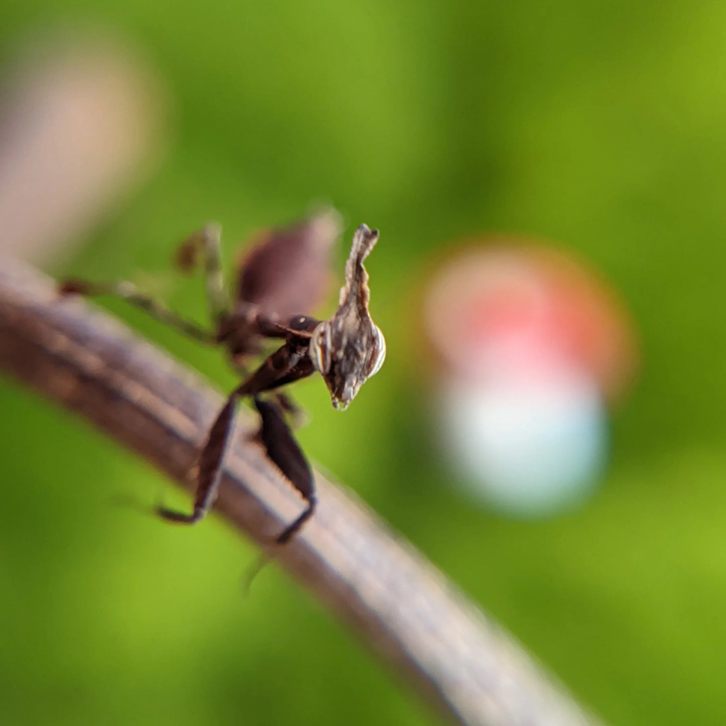 Ghost Mantis – Nymph (Phyllocrania paradoxa)