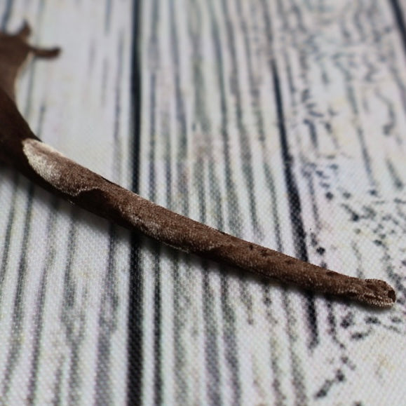 (#500) Phantom Axanthic Crested Gecko – Unsexed
