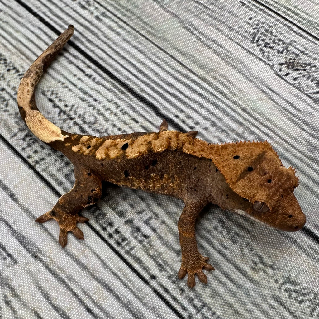 Flame Dalmatian Unsexed Crested Gecko (#R17)