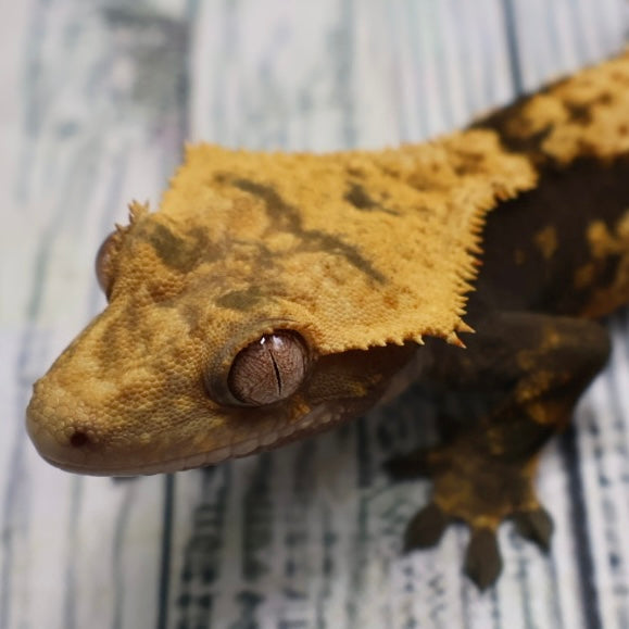 (#G129) Possible Fire Crested Gecko – Male Sub-Adult