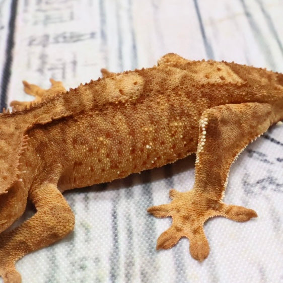 (#407) het Axanthic Crested Gecko – Unsexed