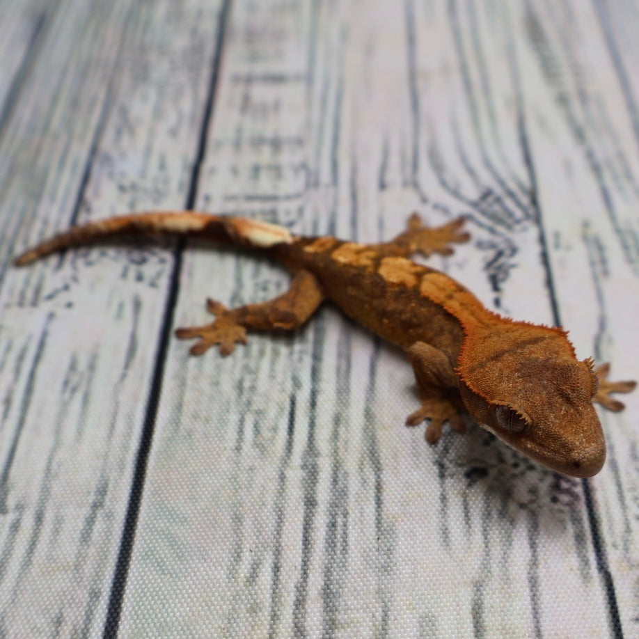 (#R33) Flame Unsexed Crested Gecko