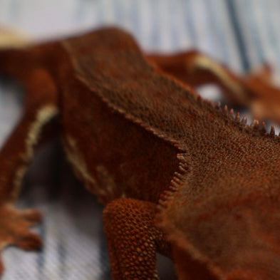 (#478) Phantom Lilly White Crested Gecko – Unsexed