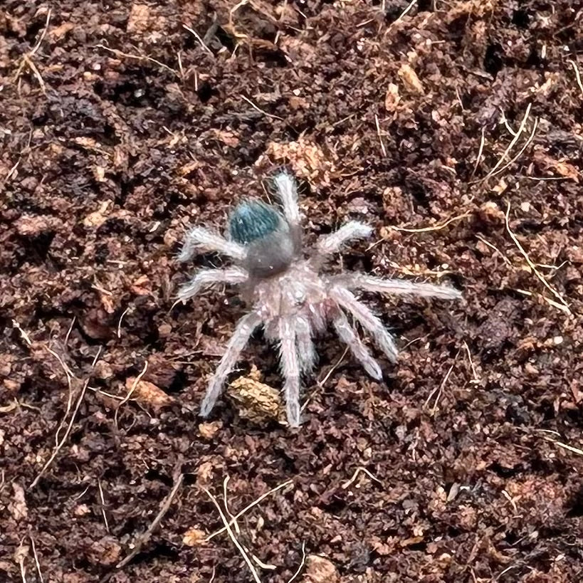 Brachypelma emilia ~ (Mexican Redleg Tarantula) ½" – Unsexed Sling