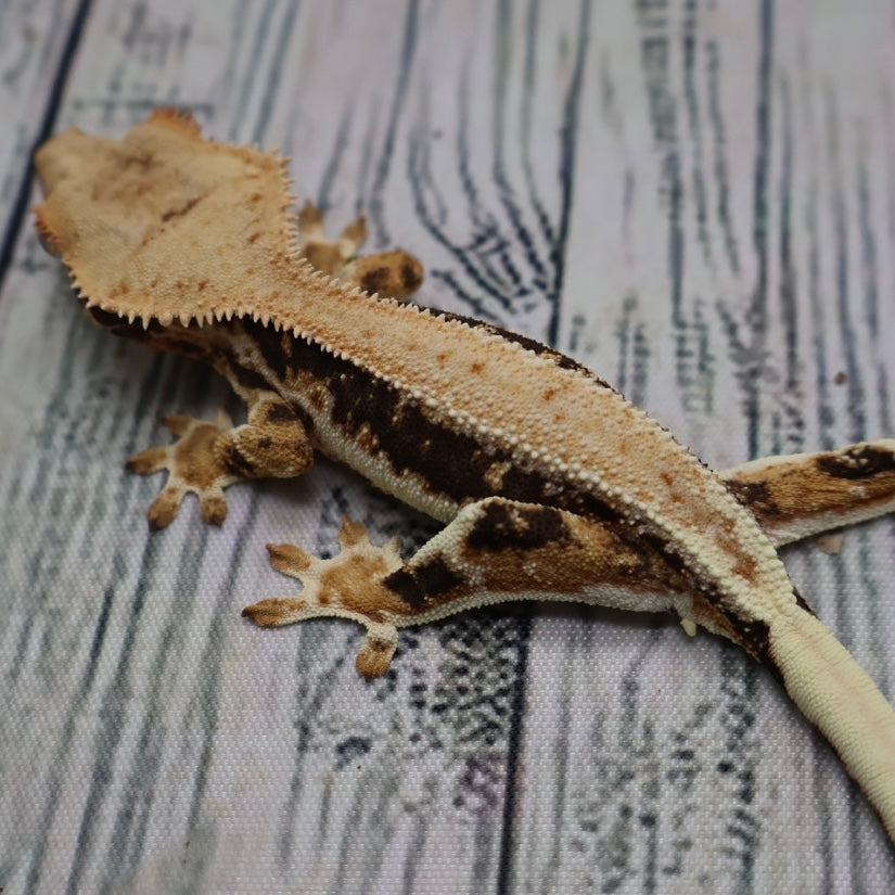 Lilly White Crested Gecko (#308)