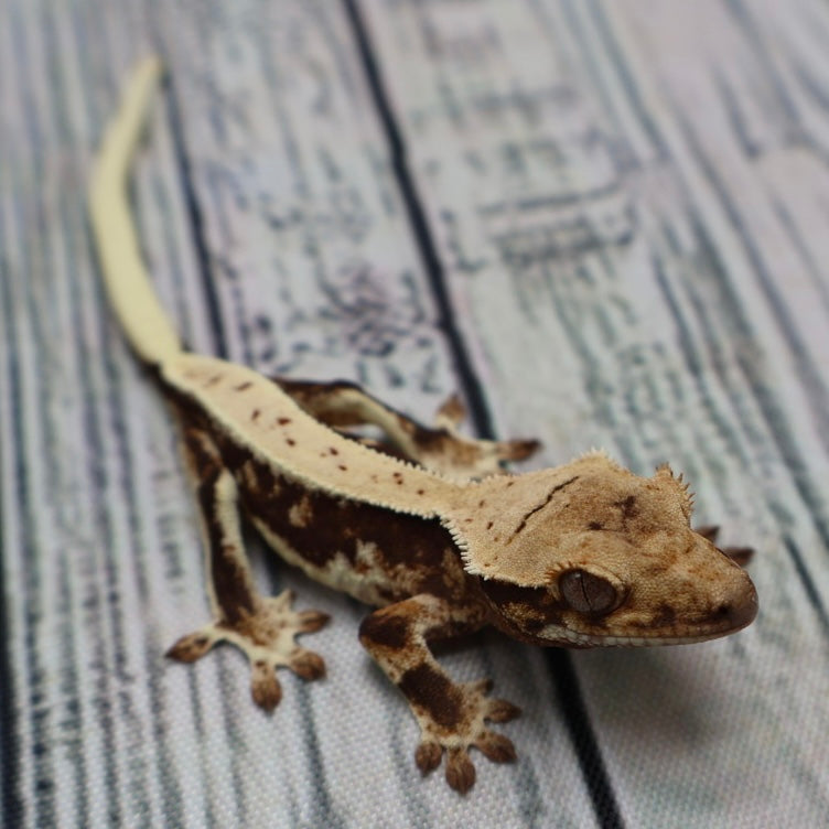 Lilly White Crested Gecko – Unsexed (#450)