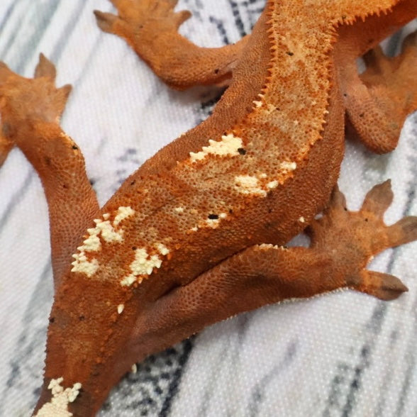 (#468) RCK Cappuccino Dalmatian Partial Pinstripe Crested Gecko – Unsexed