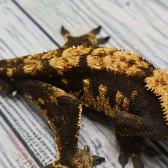 (#G129) Possible Fire Crested Gecko – Male Sub-Adult