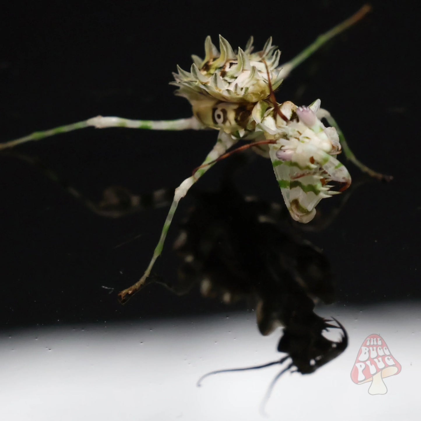 Spiny Flower Mantis – Juvenile (Pseudocreobotra wahlbergii)